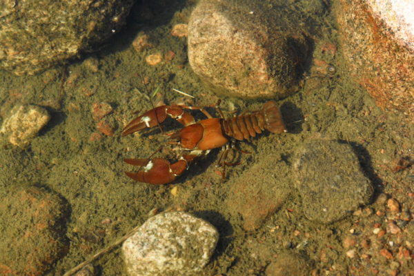 A crayfish in the river