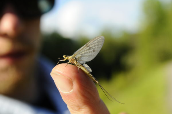 A person holding an insect