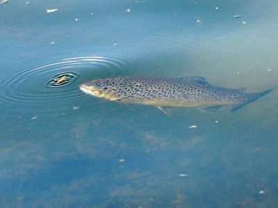 A fish catching its prey