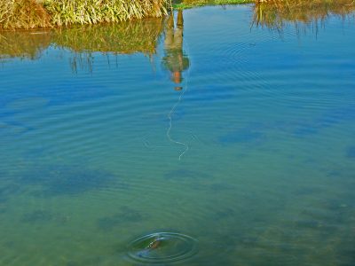 A person fishing in the river