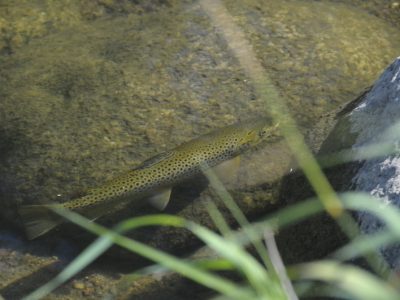 Fish swimming in the river